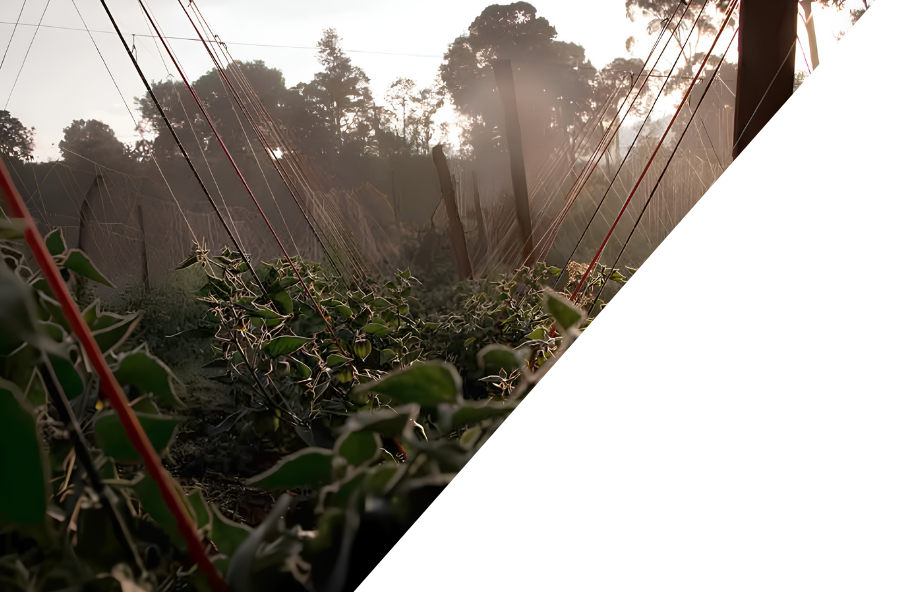 Sustainability - Pure Terra Foods